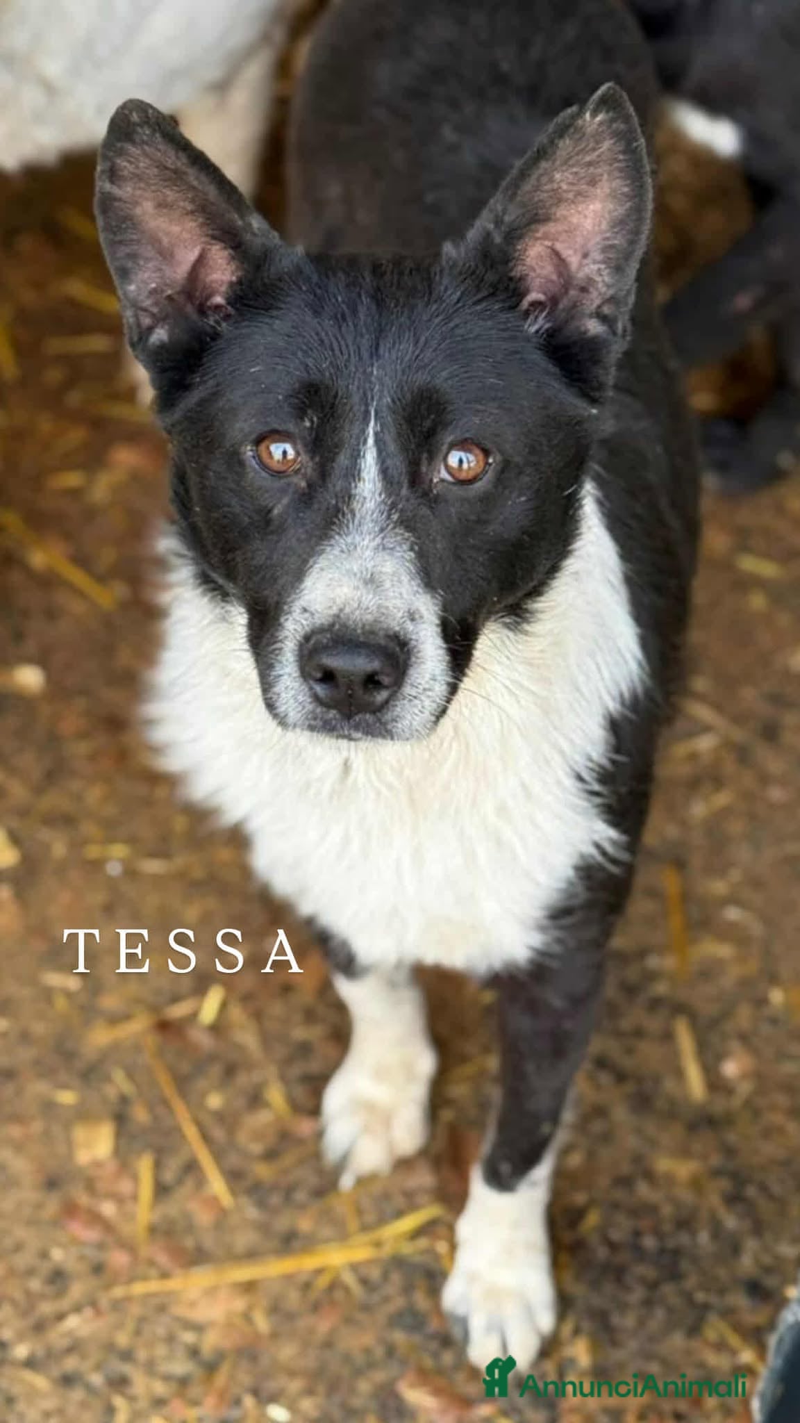 Meticcio cani TESSA, bellissima coccolona in canile! - Annuncio 40