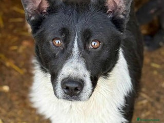 Meticcio cani TESSA, bellissima coccolona in canile! - Annuncio 35