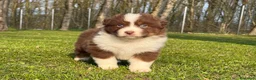 Australian Shepherd cani in vendita: Cuccioli Australian Shepherd / Pastore Australiano - Annuncio 1