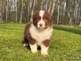 Australian Shepherd cani Cuccioli Australian Shepherd / Pastore Australiano - Annuncio 4