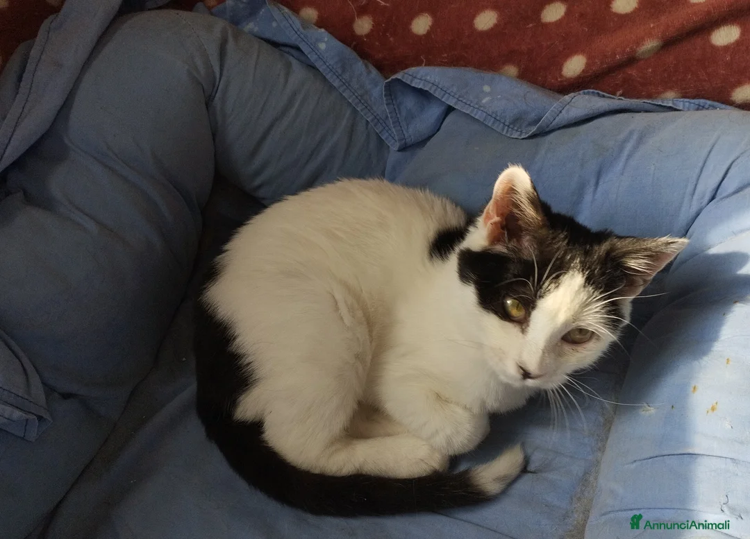 Europeo gatti in regalo: Simpaticissima Elly! - Annuncio 4