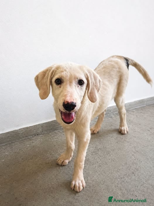 Meticcio cani Trottola - Annuncio 23