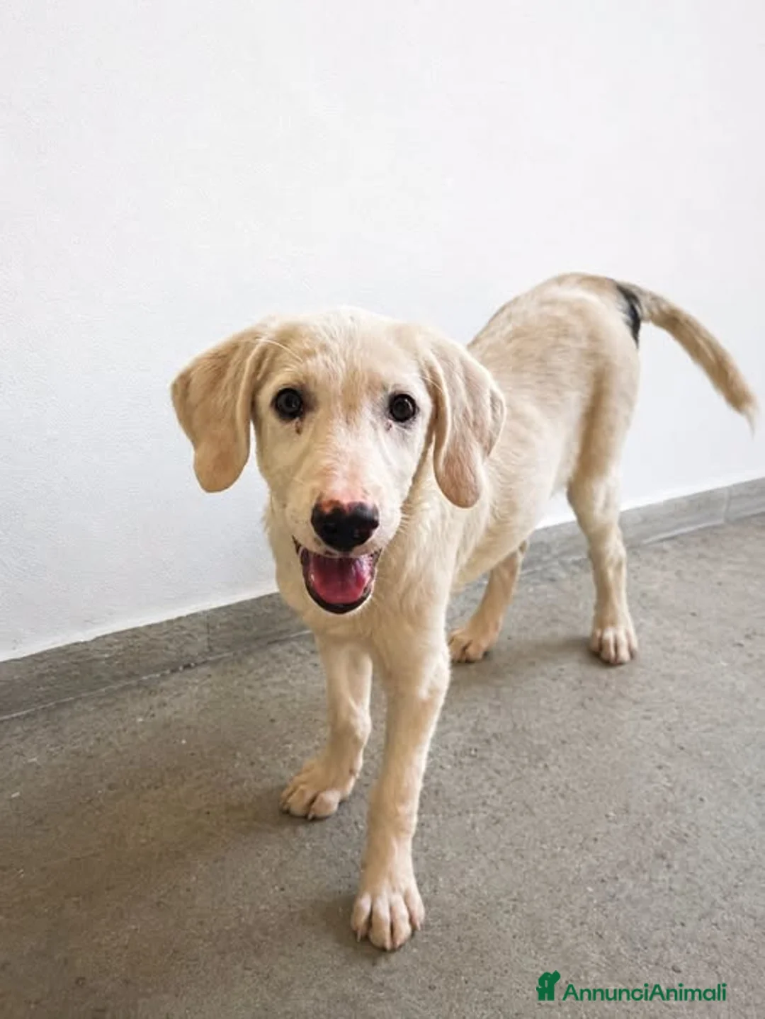 Meticcio cani in regalo: Trottola - Annuncio 1
