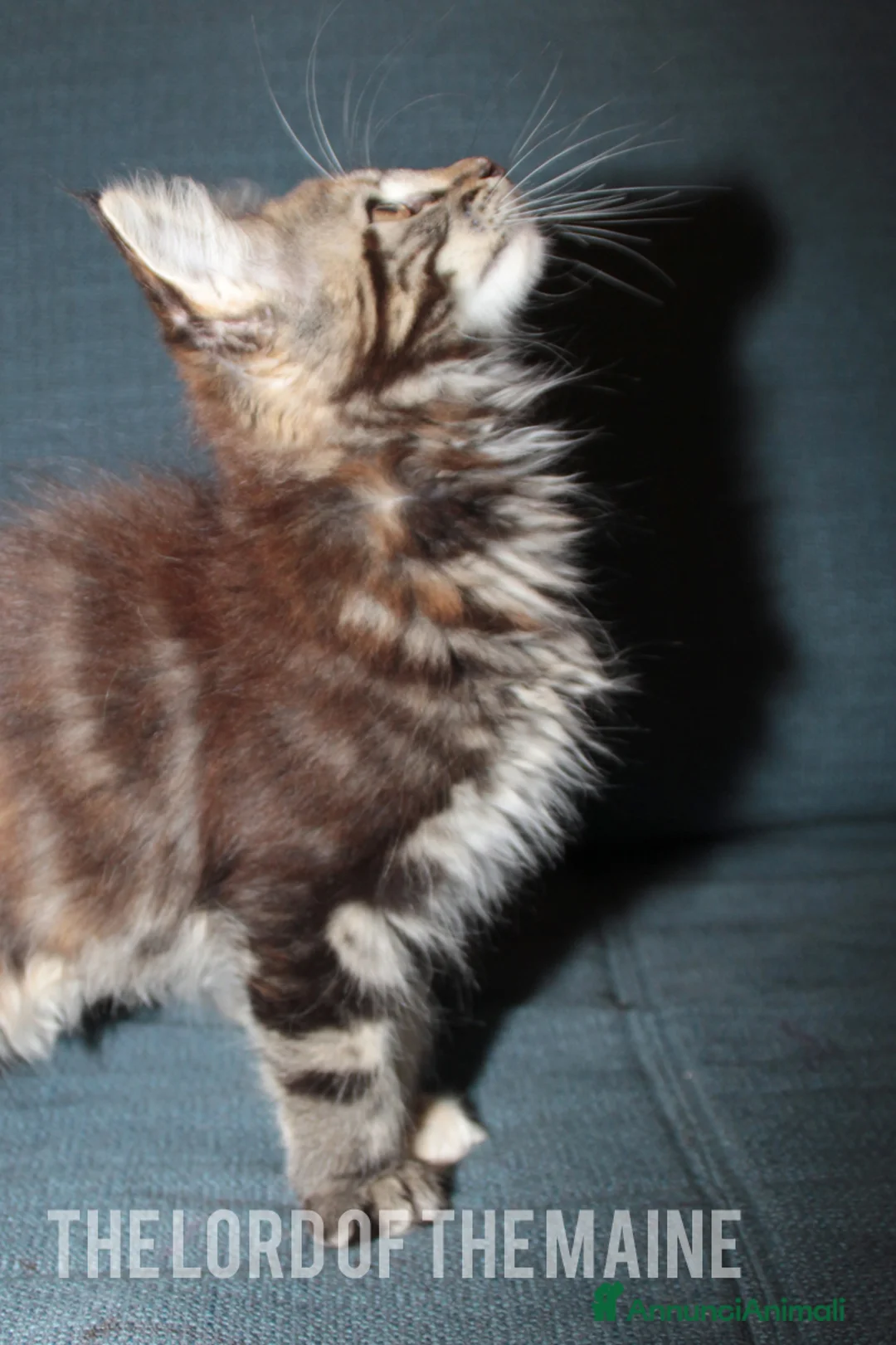 Immagine della galleria {{count}}