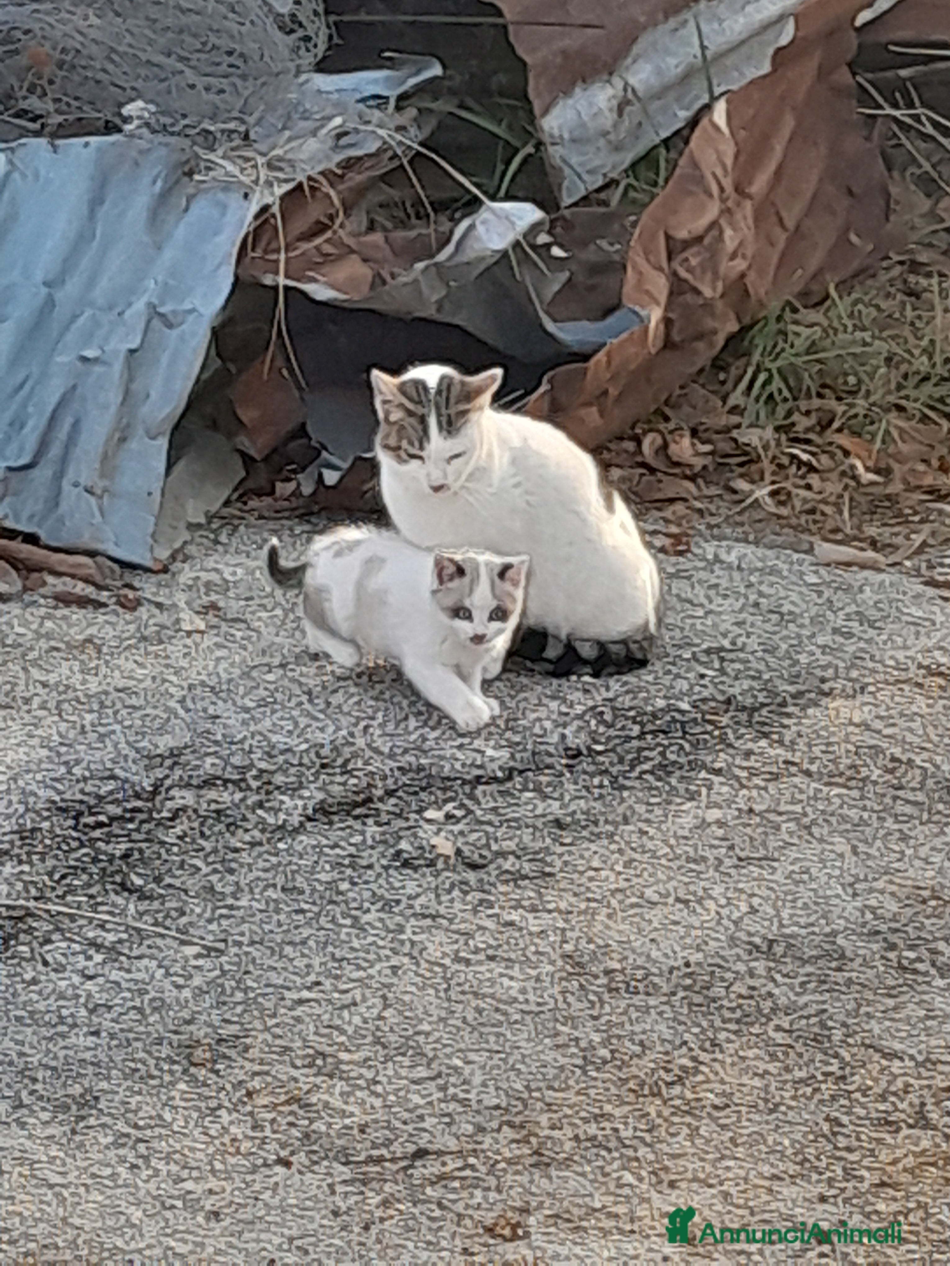 Meticcio gatti Mamma gatta insieme alla sua gattina  - Annuncio 1