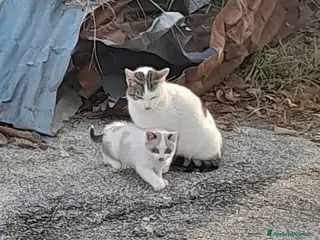 Meticcio gatti Mamma gatta insieme alla sua gattina - Annuncio 1