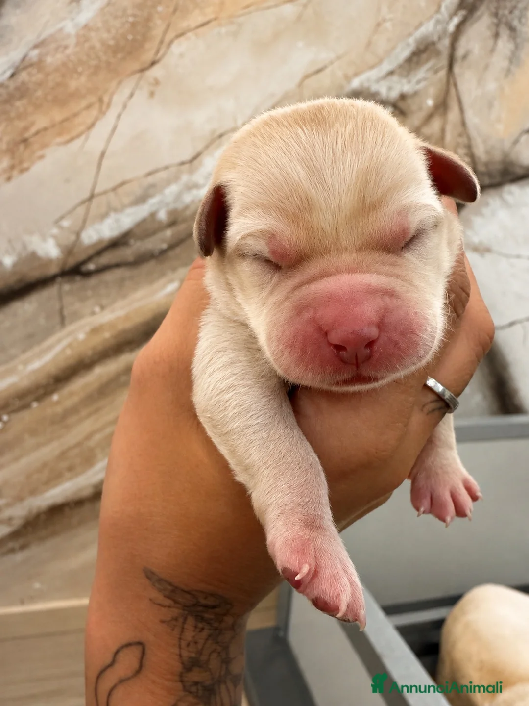 Labrador cani in vendita: Cuccioli di Labrador Retriever Allevamento profess - Annuncio 6