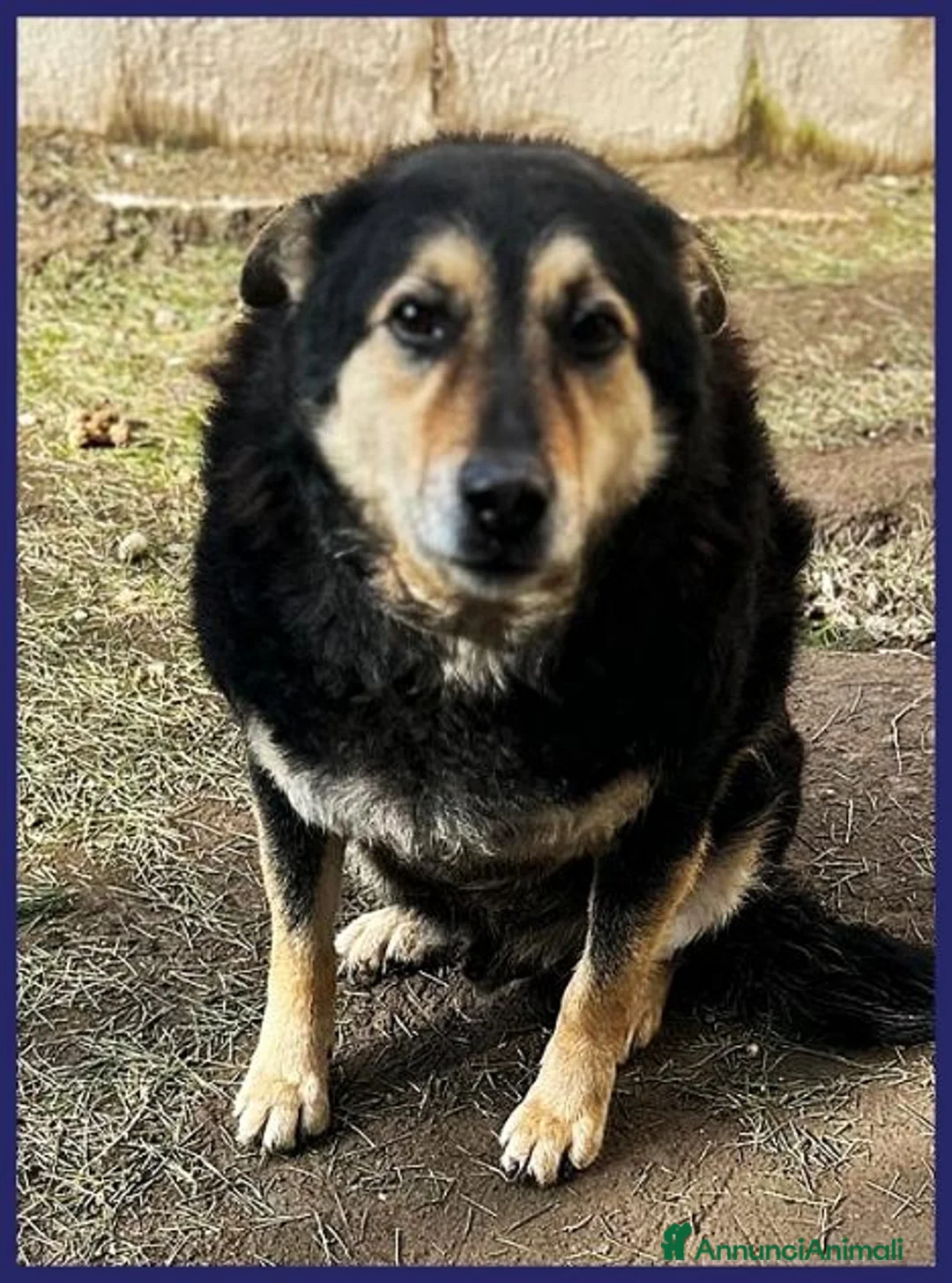 Meticcio cani in regalo: PONCHO dolcissimo patatone!  - Annuncio 6