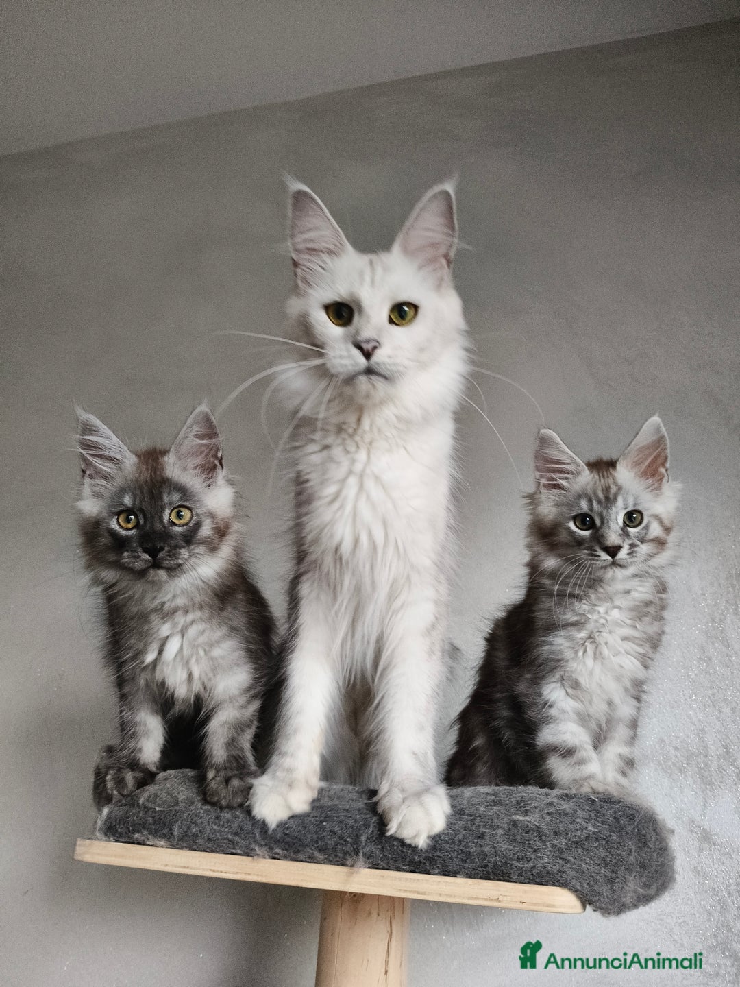 Maine Coon gatti in vendita: Maine Coon femmina black smoke  - Annuncio 13