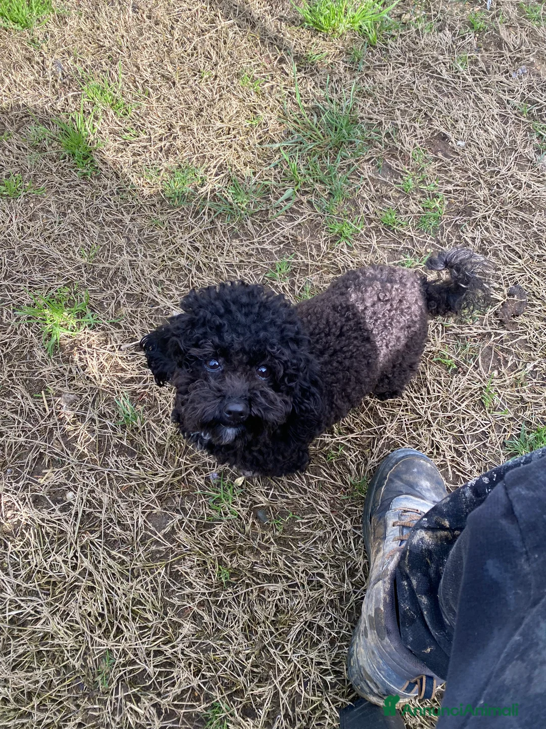 Barboncino Toy cani per accoppiamento: Barboncino Toy  - Annuncio 17