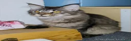 Maine Coon gatti in vendita: Dolcissimi cuccioli di Maine Coon xxl - Annuncio 10