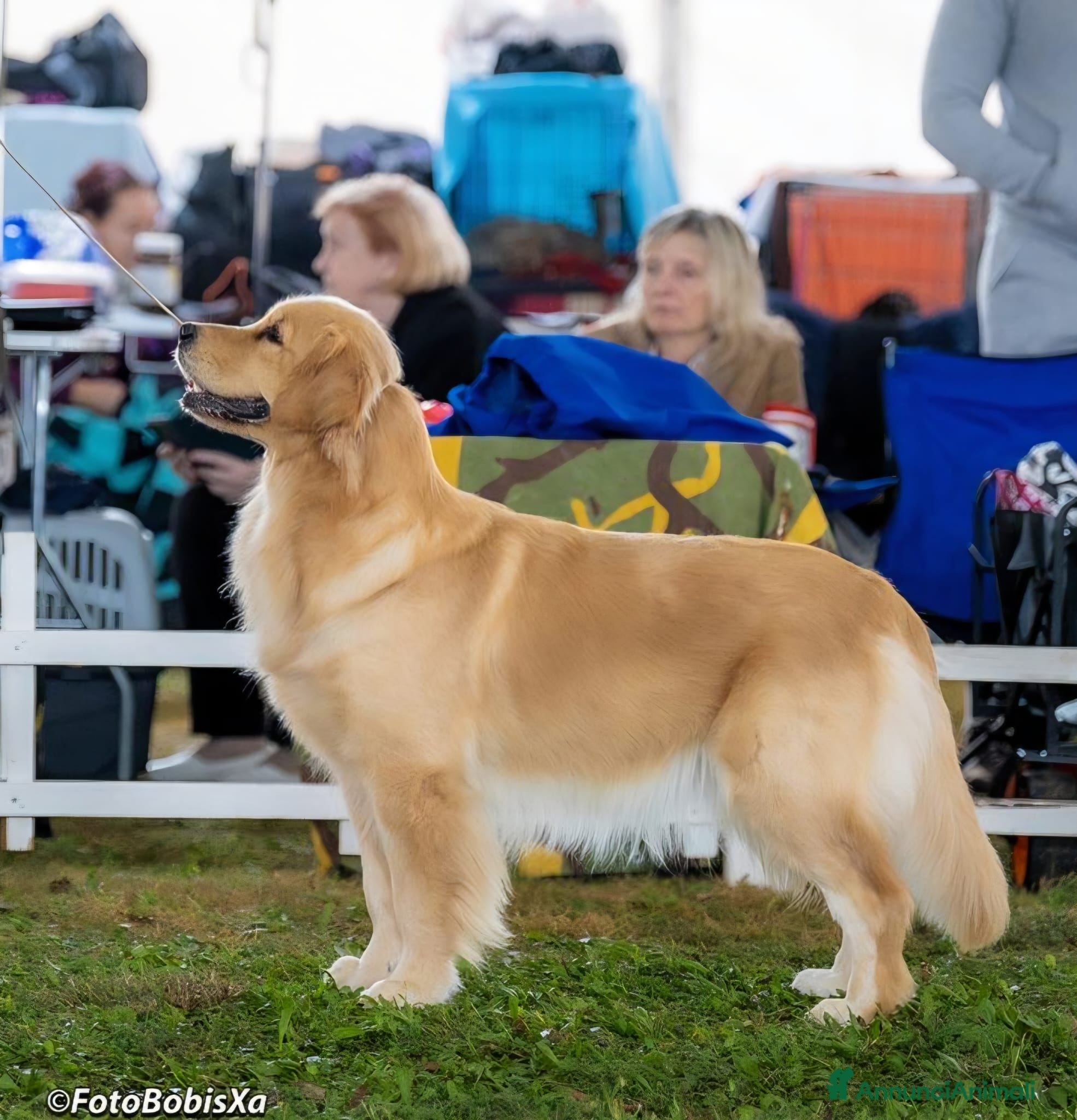 Golden Retriever cani golden americano campoinessa itaiana - Annuncio 6
