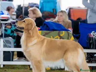 Golden Retriever cani golden americano campoinessa itaiana - Annuncio 38