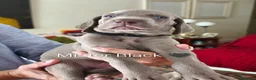 Weimaraner cani in vendita: WEIMARANER splendidi cuccioli  - Annuncio 11
