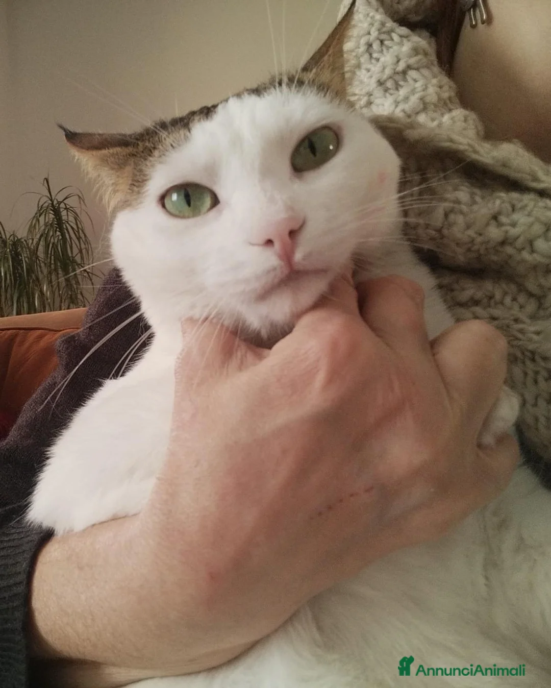 Meticcio gatti in regalo: Greta - Annuncio 2