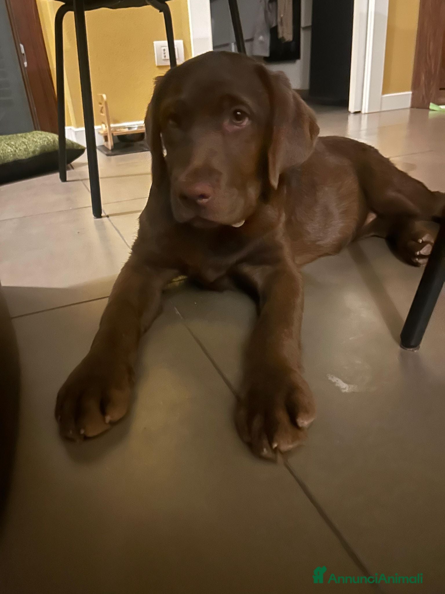Labrador cani Cucciola bellissima di Labrador chocolate  - Annuncio 1