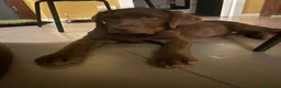 Labrador cani in vendita: Cucciola bellissima di Labrador chocolate  - Annuncio 1