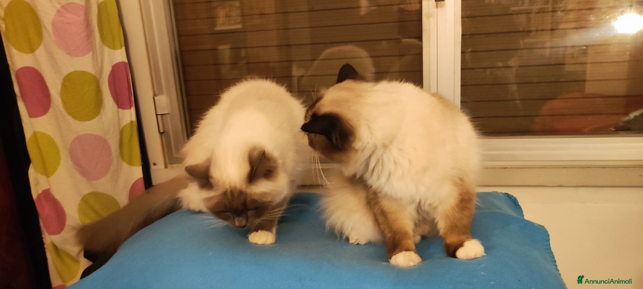 Sacro di Birmania gatti Sacro di Birmania  - Annuncio 1