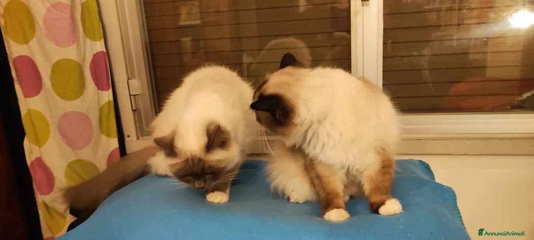 Sacro di Birmania gatti in vendita: Sacro di Birmania  - Annuncio 1