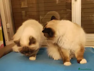 Sacro di Birmania gatti Sacro di Birmania - Annuncio 1