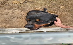 Rottweiler cani in regalo: Ares: 5 anni, Rottweiler equilibrato, socievole  a Città Metropolitana di Genova - Immagine 12