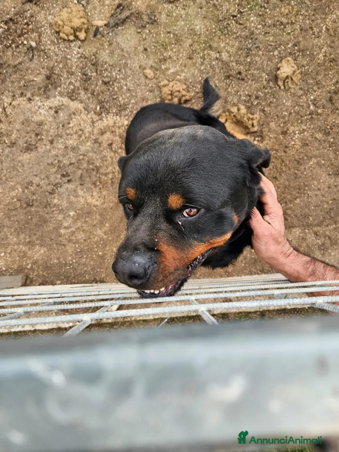 Rottweiler cani in regalo: Ares: 7 anni, Rottweiler equilibrato, socievole  a Città Metropolitana di Genova - Annuncio 15