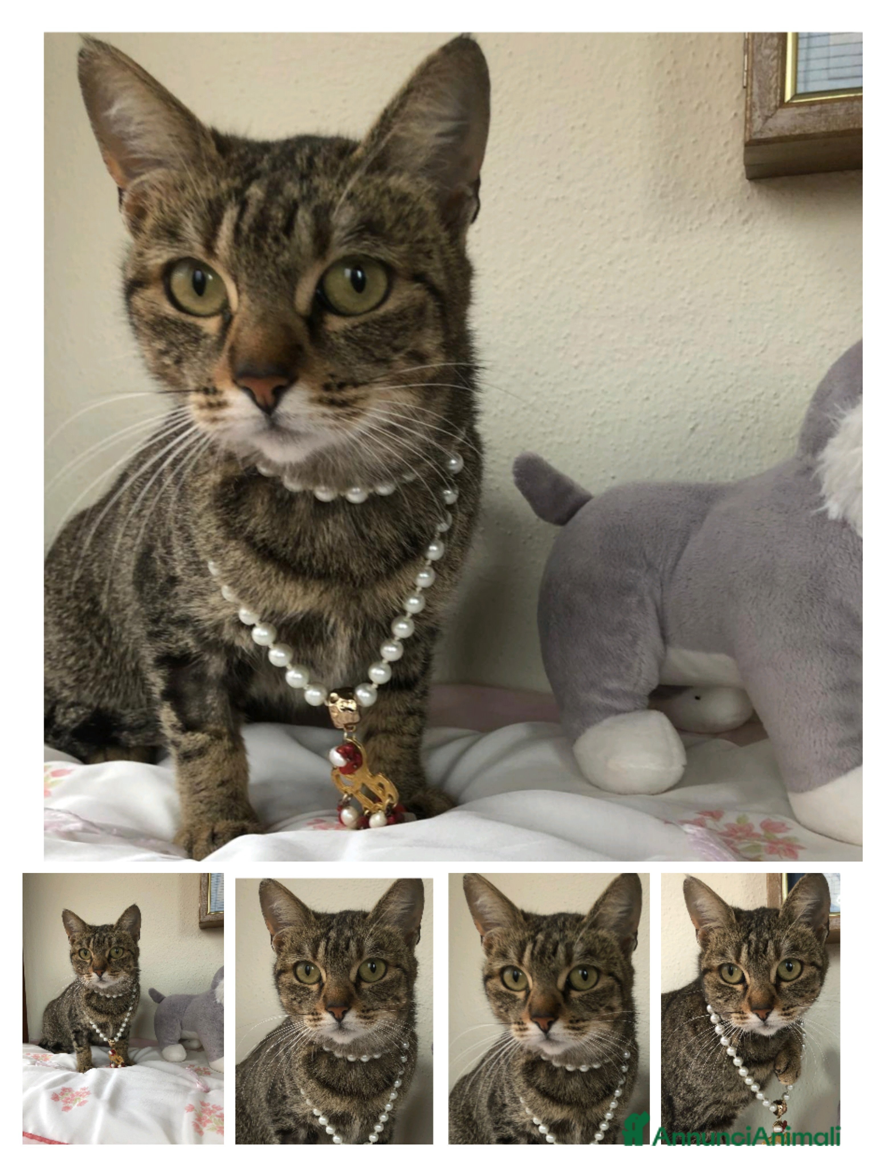 Meticcio gatti GATTI ADULTI - Annuncio 1