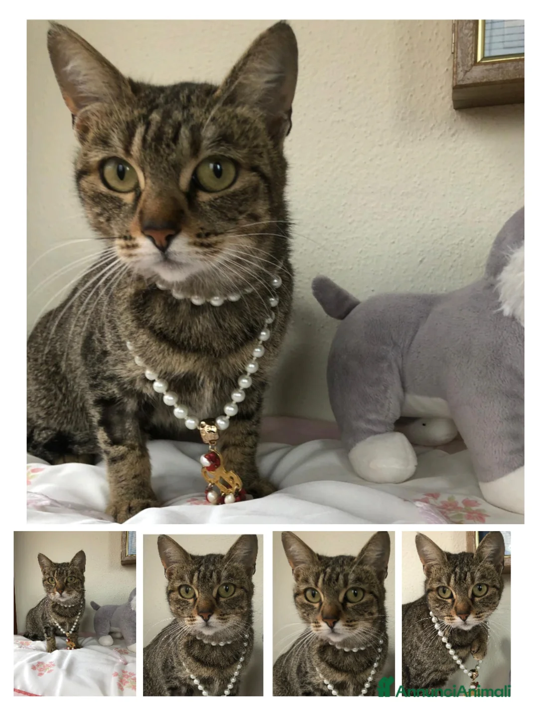 Meticcio gatti in regalo: GATTI ADULTI a Provincia di Crotone - Annuncio 1