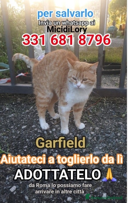 Europeo gatti Micio rosso IN PERICOLO..CHI PUÒ AIUTARLO?ROMA SOS - Annuncio 13