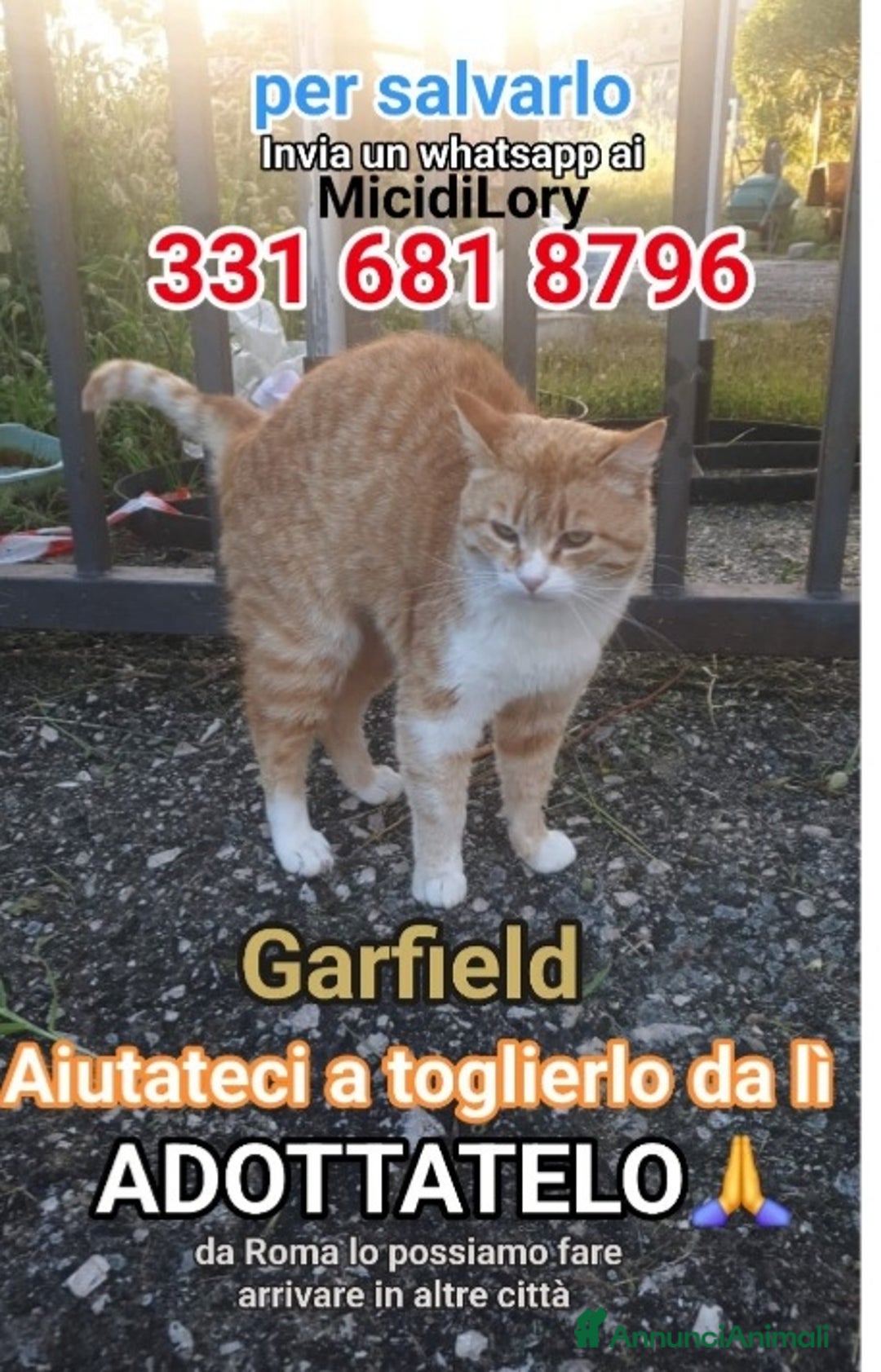 Europeo gatti in regalo: Micio rosso IN PERICOLO..CHI PUÒ AIUTARLO?ROMA SOS - Annuncio 1