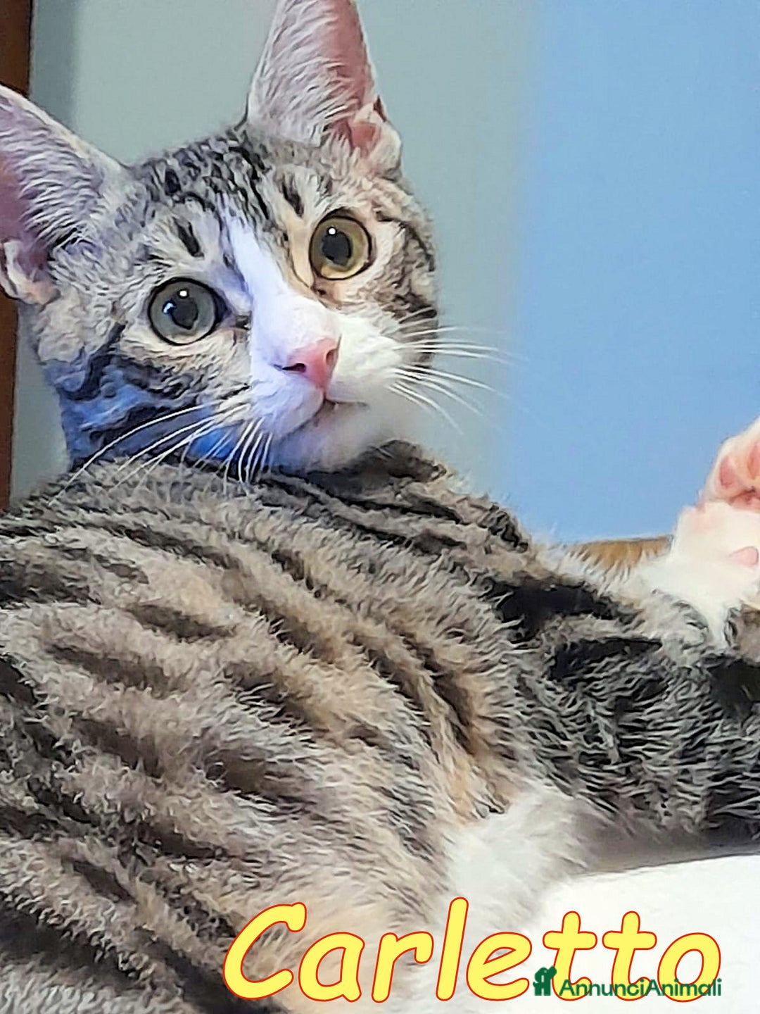 Europeo gatti in regalo: CARLETTO DOLCISSIMO GATTINO - Annuncio 1