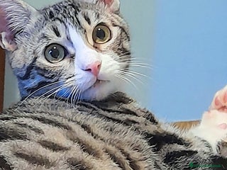 Europeo gatti CARLETTO DOLCISSIMO GATTINO - Annuncio 2