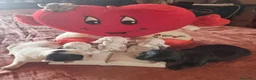 Chihuahua cani in vendita: Cuccioli di chihuahua toy  - Annuncio 12