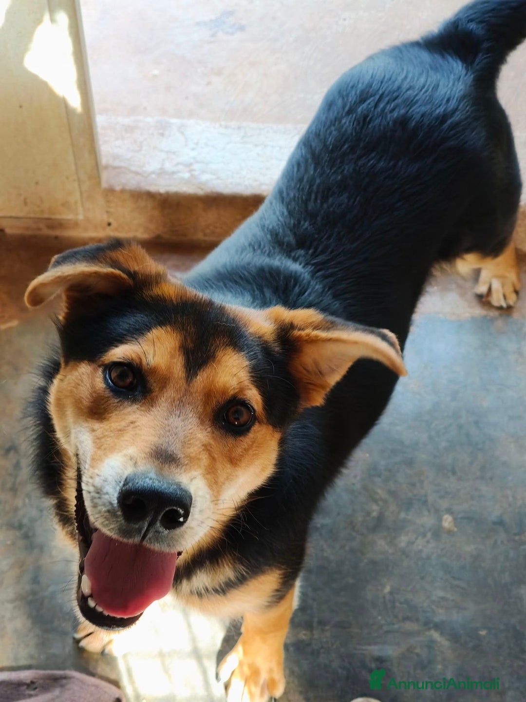 Meticcio cani in regalo: MILO CAGNOLINO PERFETTO - Annuncio 3