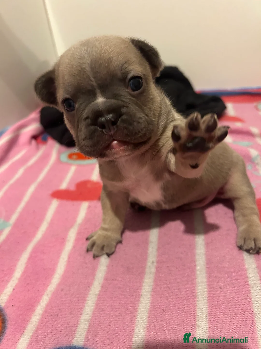 Bulldog Francese cani in vendita: Ciao io sono macchia - Annuncio 1