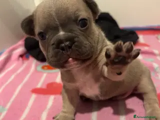 Bulldog Francese cani Ciao io sono macchia - Annuncio 1