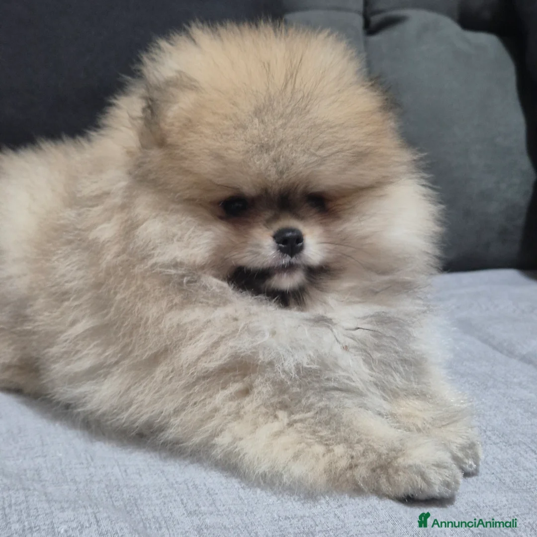 Volpino Pomerania cani in vendita: Spitz di pomerania tedesco nano  a Provincia di Oristano - Annuncio 9