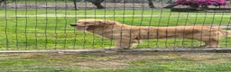 Golden Retriever cani in vendita: Golden retriever 90%linea americana pedigree ENCI  - Annuncio 29
