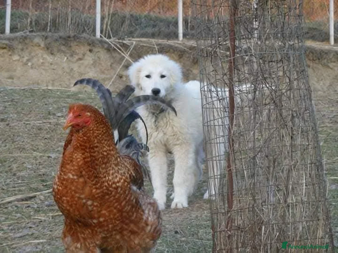 Pastore Maremmano cani in vendita: spettacolari cuccioli di Pastore marem. Abruzzese  - Annuncio 5