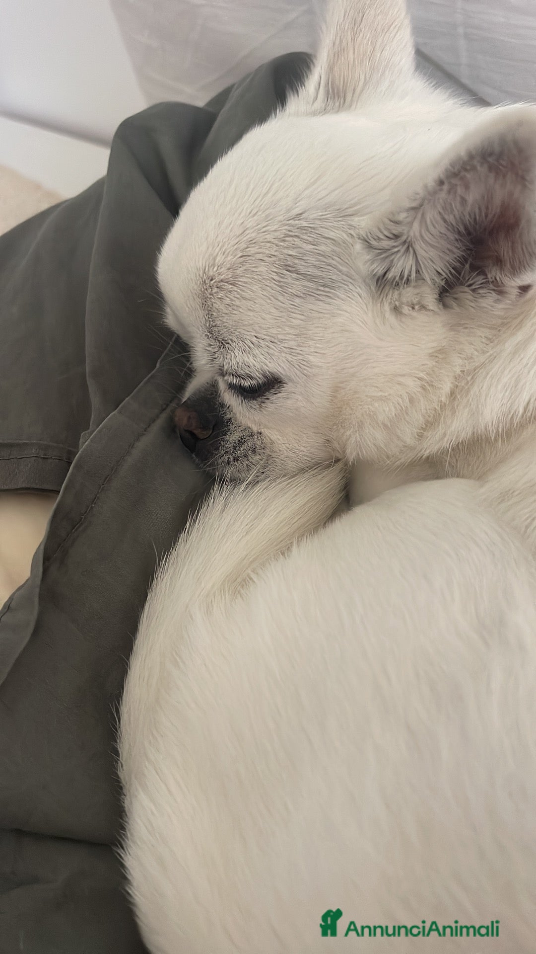 Chihuahua cani Chihuahua di 12 anni cerca padroni pieni di amore - Annuncio 7