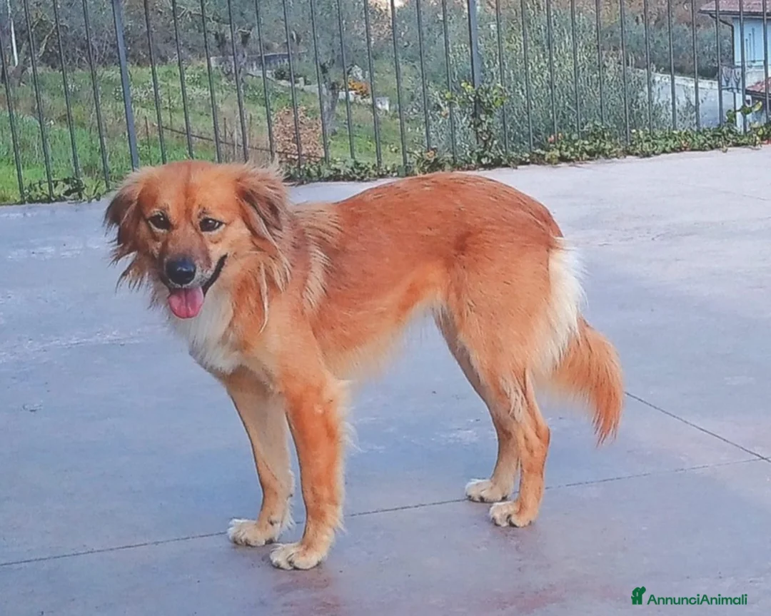 Meticcio cani in regalo: Nora, 10 kg di dolcezza  a Roma - Annuncio 4