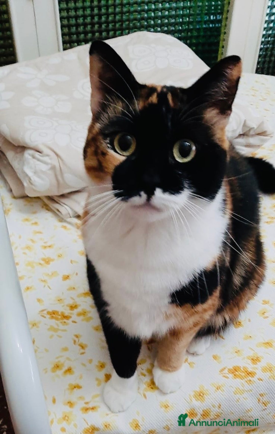 Europeo gatti in regalo: Gattine 2 anni sterilizzate e testate - Annuncio 2