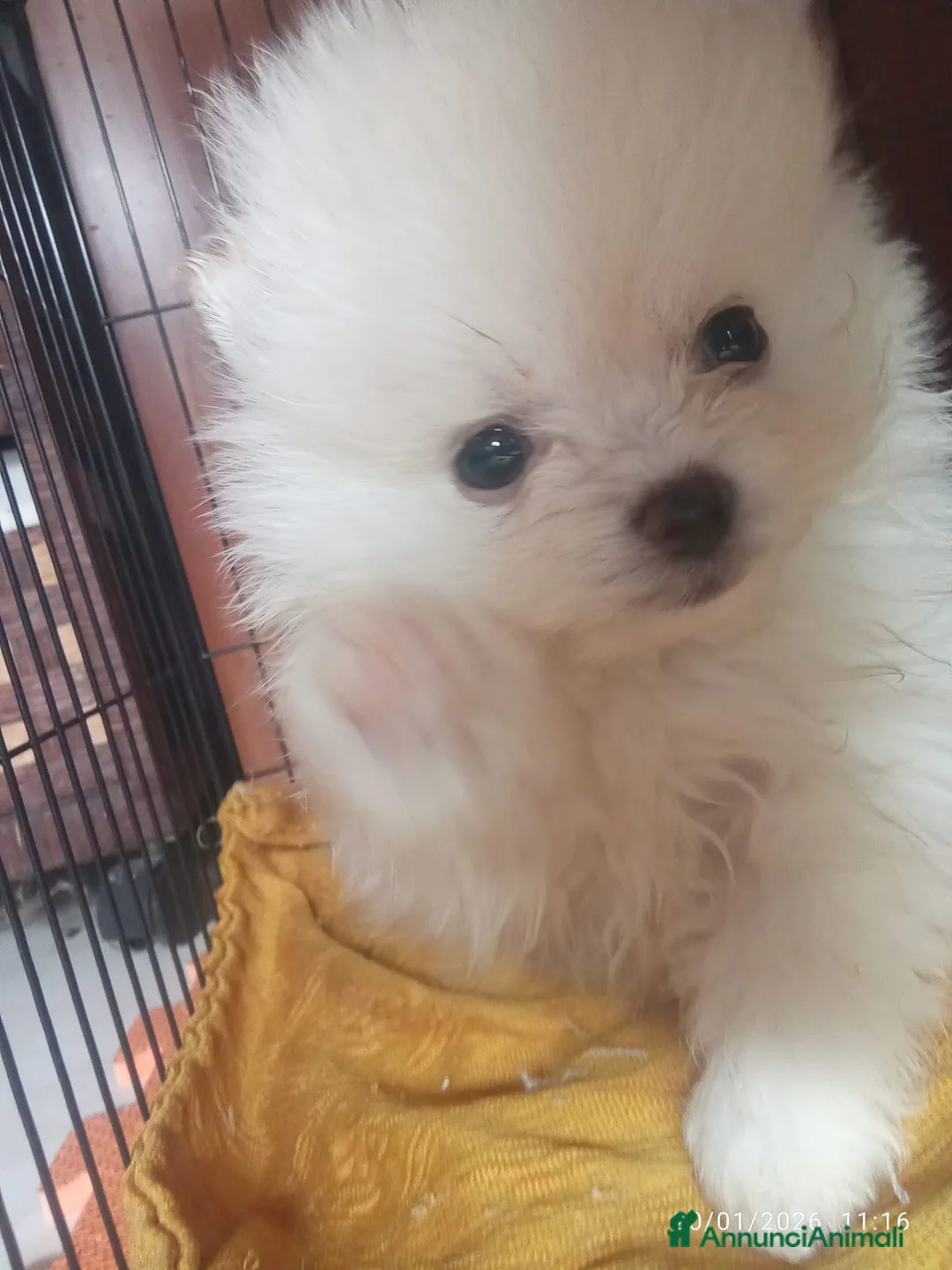 Volpino Pomerania cani in vendita: POMERANIA  - Annuncio 1