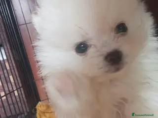 Volpino Pomerania cani POMERANIA - Annuncio 14