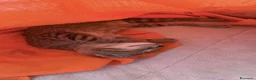 Altre razze gatti in regalo: Gattini  - Annuncio 10