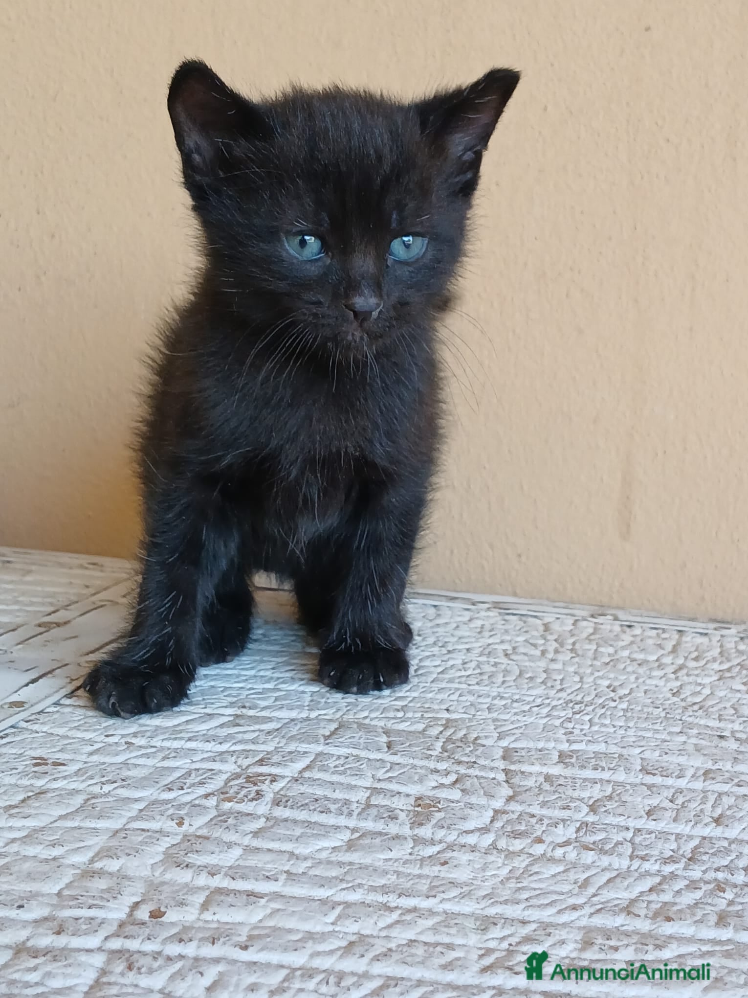 Altre razze gatti Gattino nero  - Annuncio 3