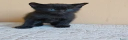 Altre razze gatti in regalo: Gattino nero  a Provincia di Verona - Annuncio 1