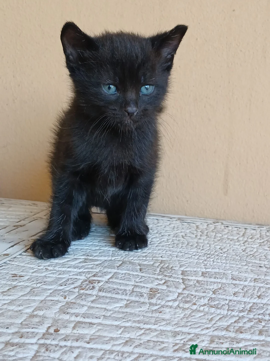 Altre razze gatti in regalo: Gattino nero  a Provincia di Verona - Annuncio 1