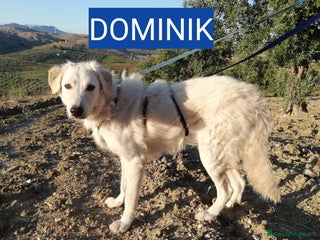 Altre razze cani IRIS E DOMINIK - Annuncio 1