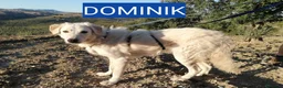 Altre razze cani in regalo: IRIS E DOMINIK - Annuncio 1